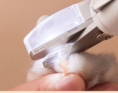 Xiaomi Youpin Professional Pet Nagelknipser Schere Haustier Hund Katze Nagel Zehenklauenknipser